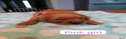 Golden Retriever dogs for sale: Exceptional KC registered Golden Retriever puppies - Advert 6