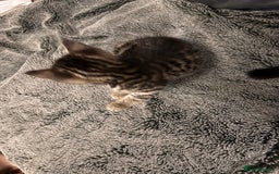 Mixed Breed cats for sale: 7 Gorgeous mixed kittens - Image 8