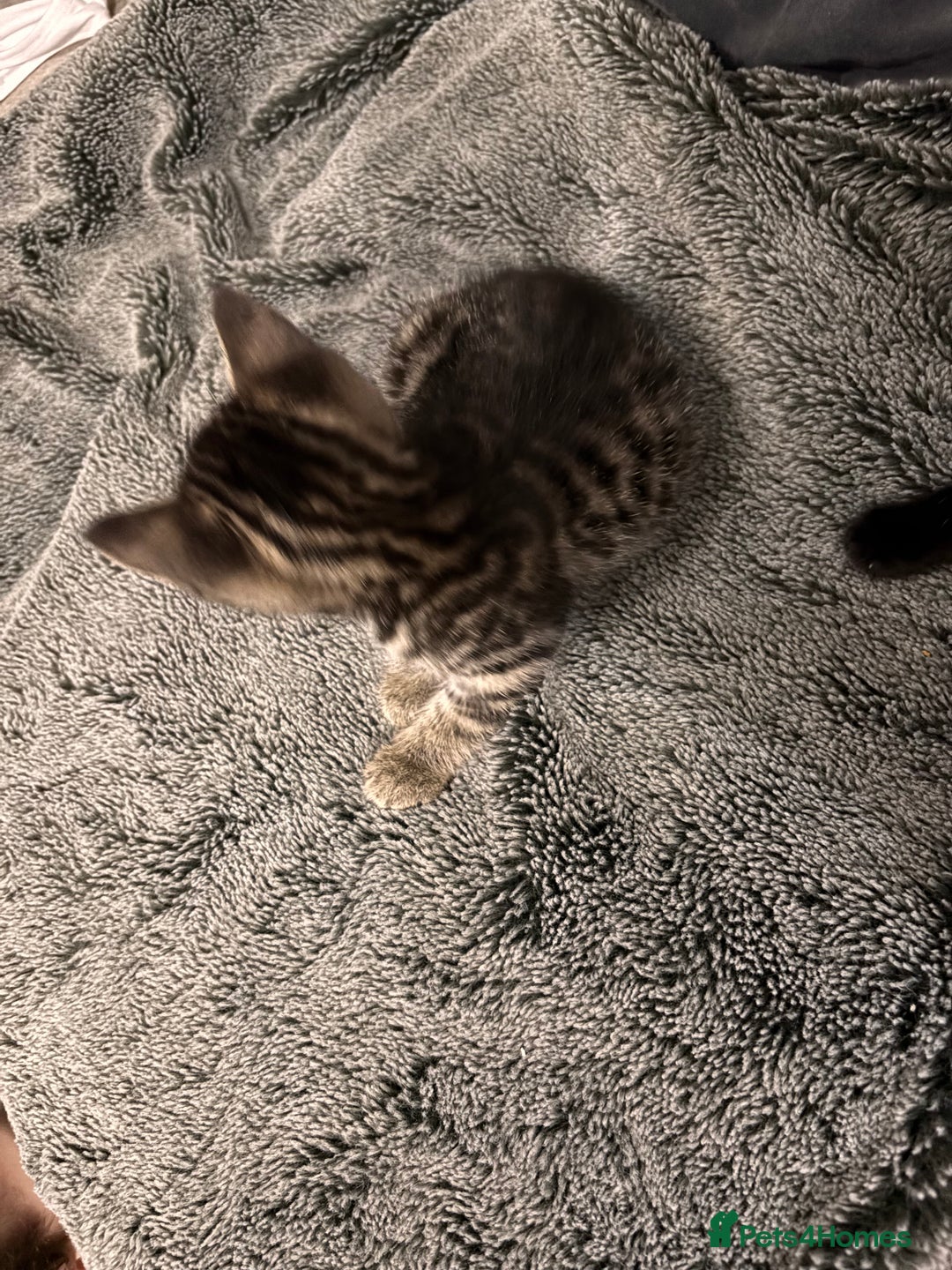 Mixed Breed cats for sale: 7 Gorgeous mixed kittens - Image 8