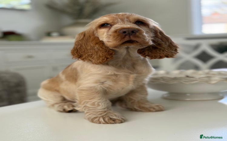 Cocker Spaniel dogs - Advert 9