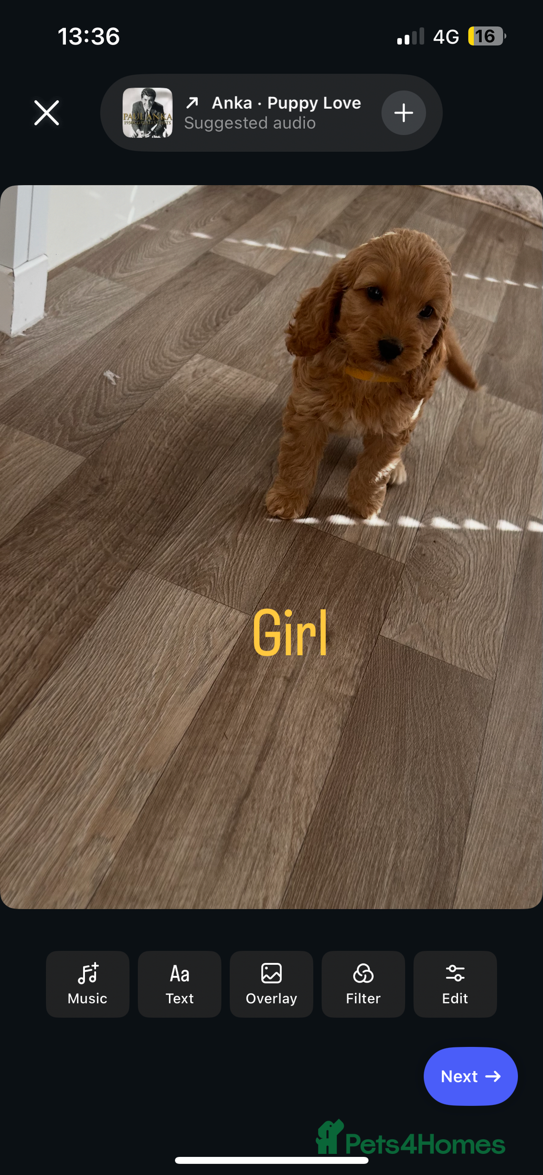 Cockapoo dogs for sale: Adorable cockerpoo puppies - Image 7