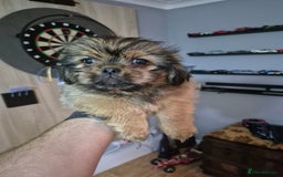 Mixed Breed dogs for sale: Shih Tzu pekingnese cross - Image 1
