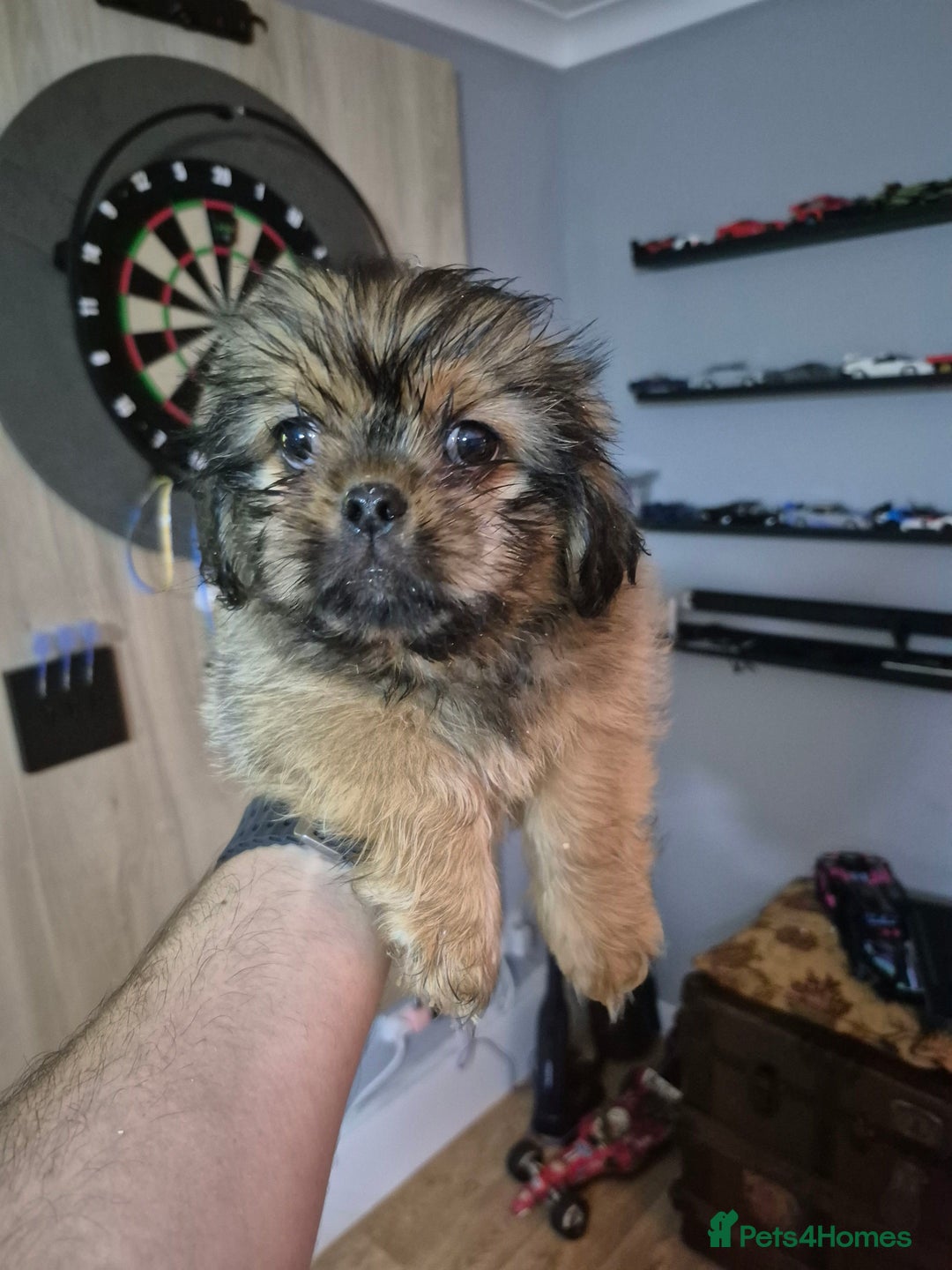 Mixed Breed dogs for sale: Shih Tzu pekingnese cross - Image 1