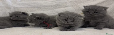 British Shorthair 3