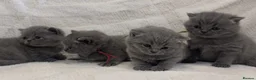 British Shorthair cats for sale: Pure Blue British Shorthair Kittens  in Chesterfield - Advert 7