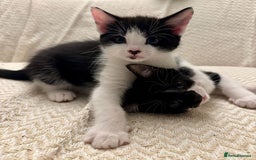 Mixed Breed cats for sale: 3 kittens available  - Image 3
