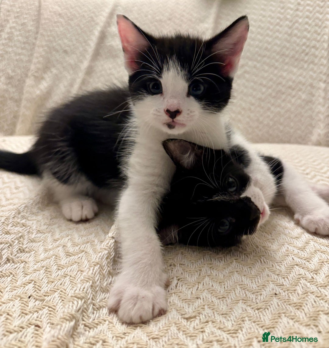Mixed Breed cats for sale: 3 kittens available  - Image 3
