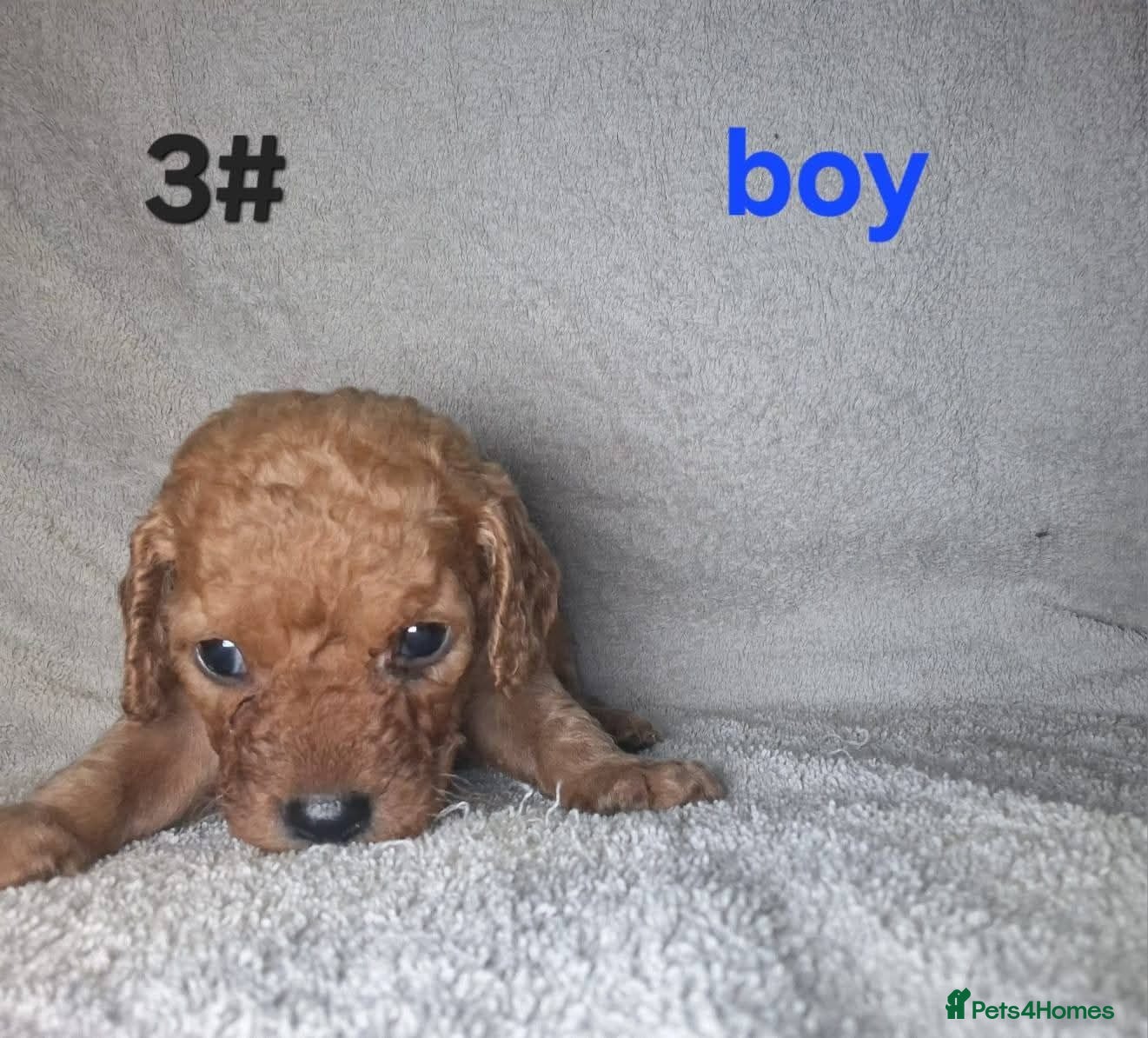 Cockapoo dogs 3 Beautiful cockerpoo pups - Advert 5
