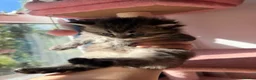 British Longhair cats for sale: Exquisite British Kittens – Golden & Colourpoint  - Advert 8