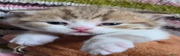 British Longhair cats for sale: TICA Registered British longhair kittens - Advert 15