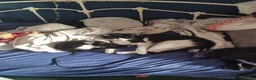 Mixed Breed cats for sale: Kitten in Thornton Heath - Advert 1