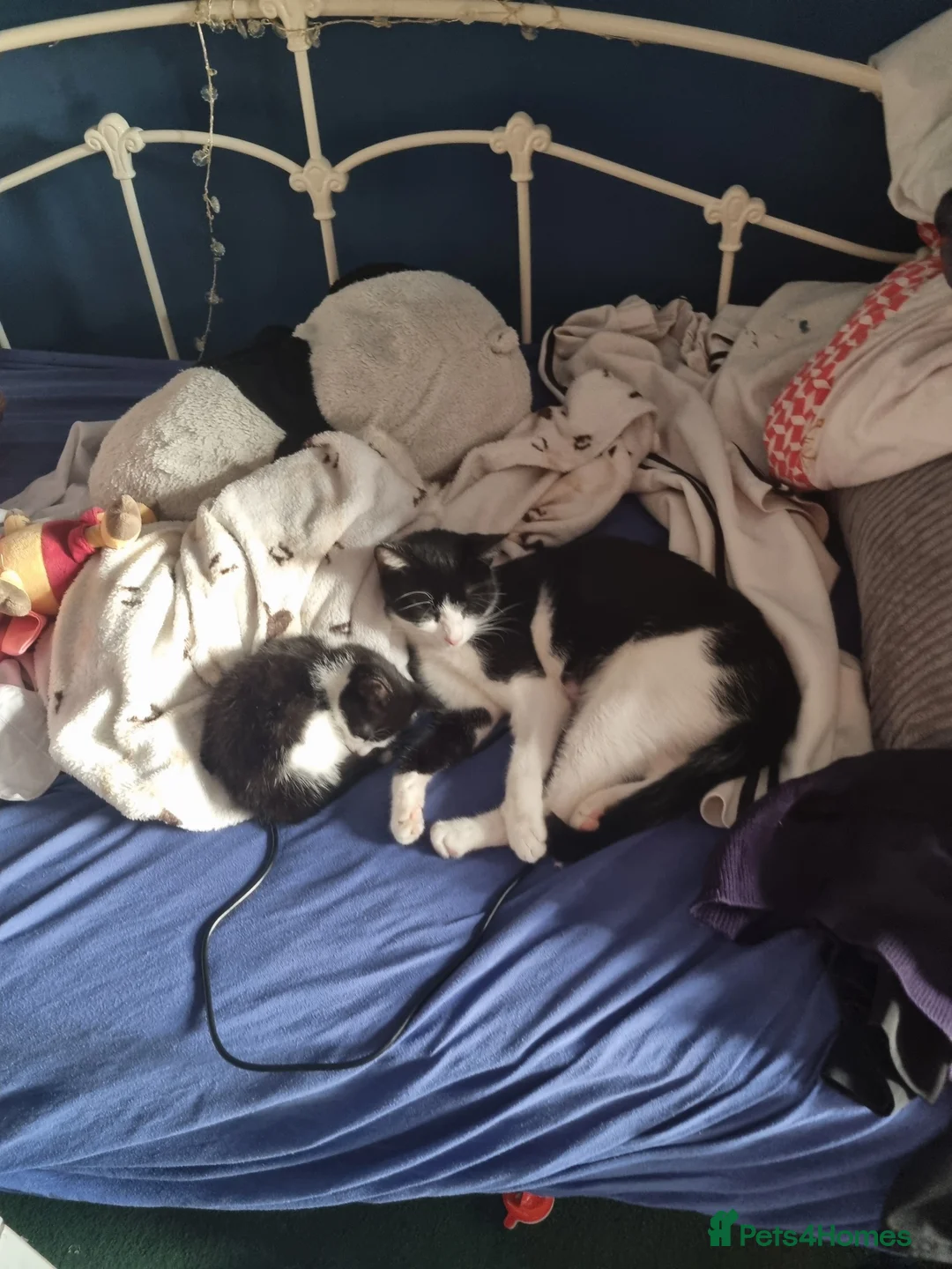Mixed Breed cats for sale: Kitten in Thornton Heath - Advert 1