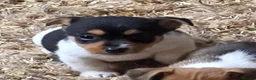 Jack Russell dogs for sale: Jack Russell Boys - Advert 1