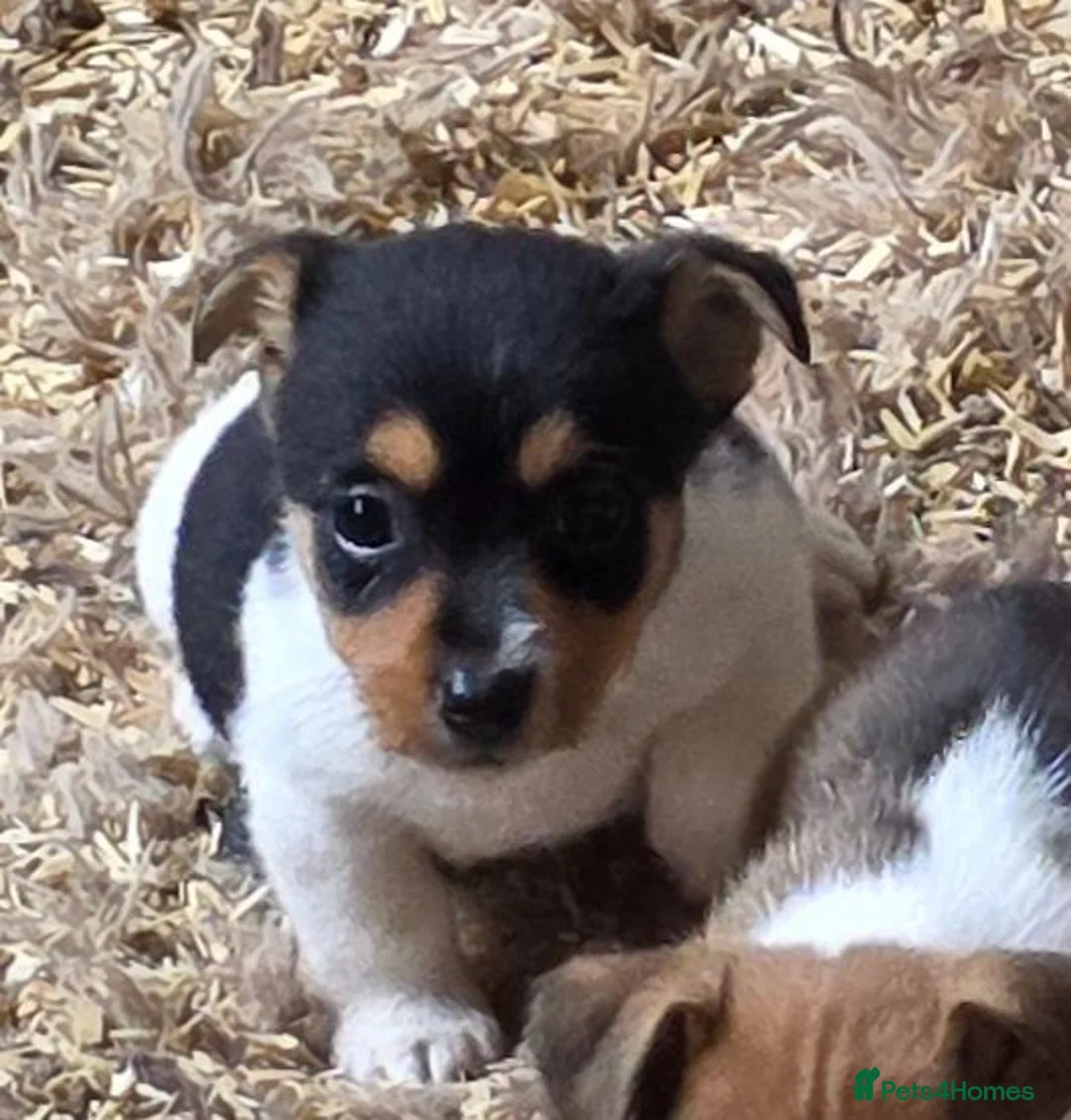 Jack Russell dogs for sale: Jack Russell Boys - Advert 1