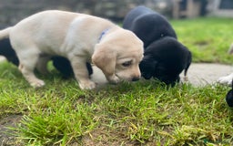 Labrador Retriever dogs for sale: Stunning Labrador Puppies - Image 8