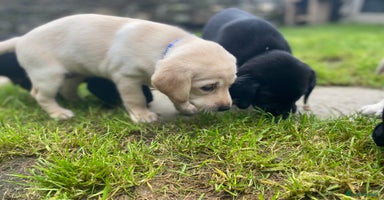 Labrador Retriever dogs - Advert 15