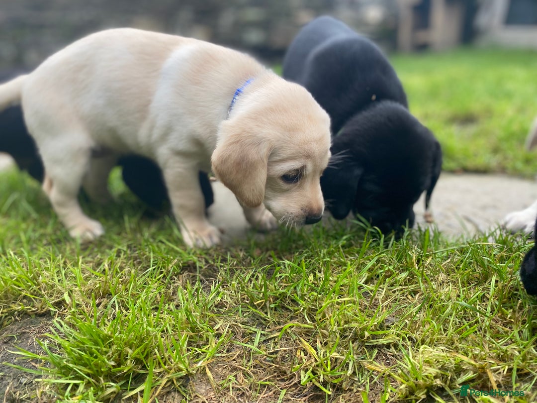 Labrador Retriever dogs for sale: Stunning Labrador Puppies - Image 8