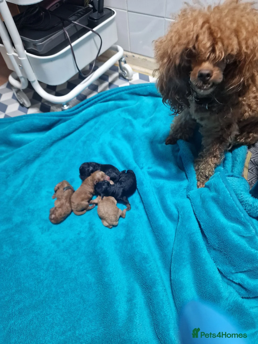 Toy Poodle dogs for sale: Pure toy poodle  - Advert 1