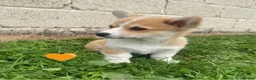 Welsh Corgi Pembroke dogs for sale: Gorgeous RKC reg corgi's DNA health tested parents - Advert 10