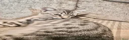 Savannah cats for sale: Ginger x f5 Savannah kittens 🔥 - Advert 13