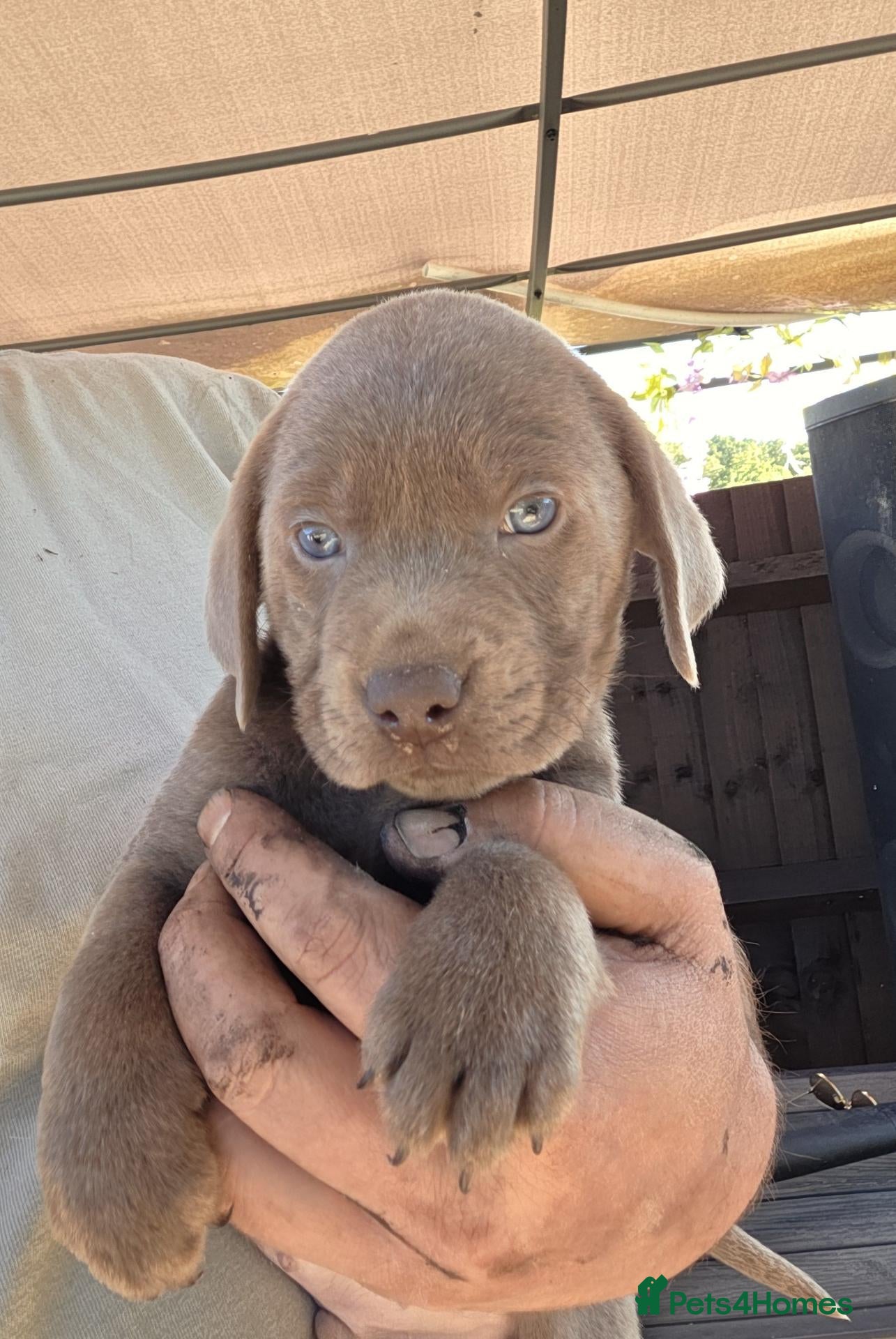Labrador Retriever dogs Beautiful Lab Puppies Charcoal & Silver  - Advert 1