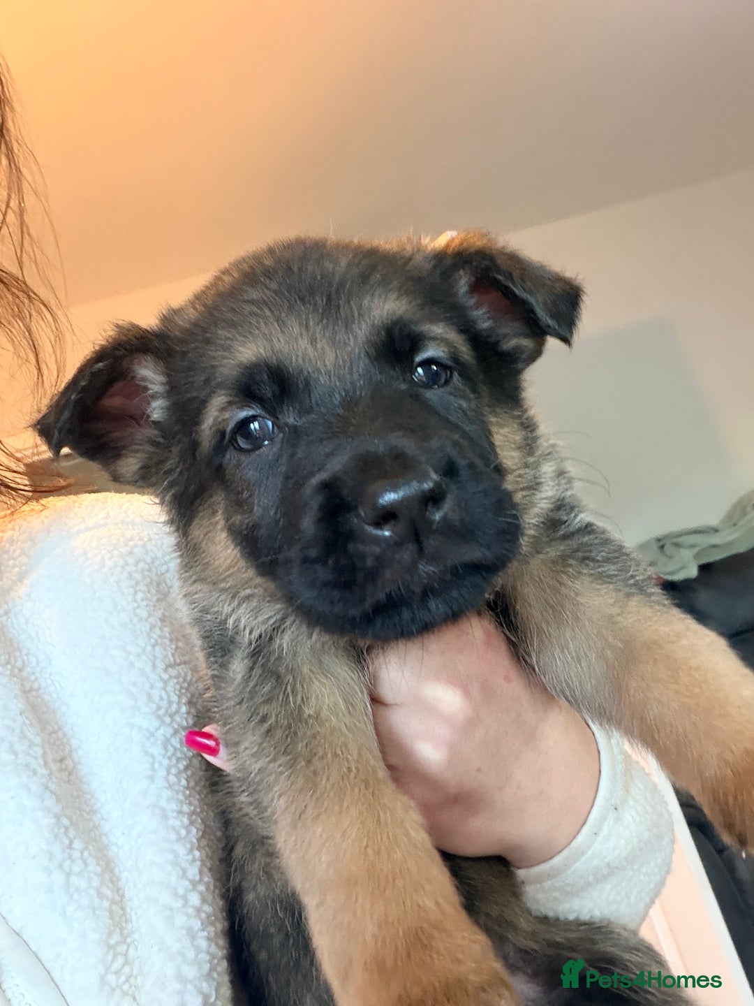 German Shepherd dogs for sale: 4x German shepard  pups females available  - Advert 2