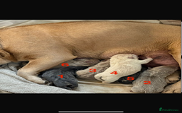 Mixed Breed dogs for sale: French chow puppies  - Image 1