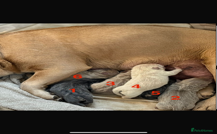 Mixed Breed dogs - Advert 5