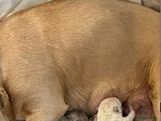 Mixed Breed dogs French chow puppies - Advert 9