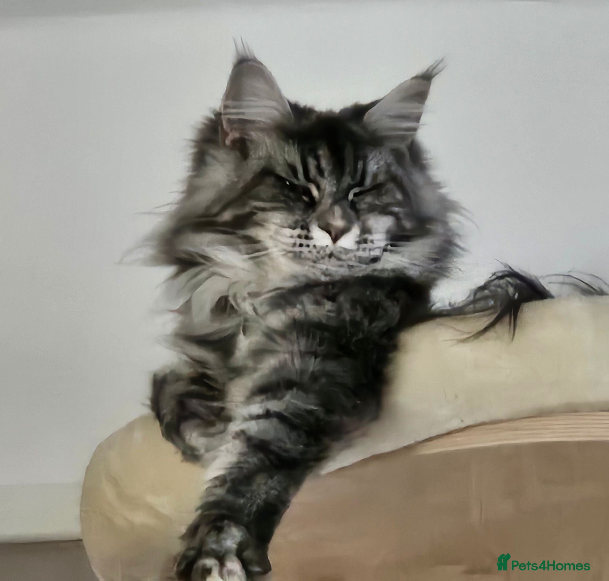 Maine Coon cats 4 gorgeous Maine coon X kittens - Advert 4