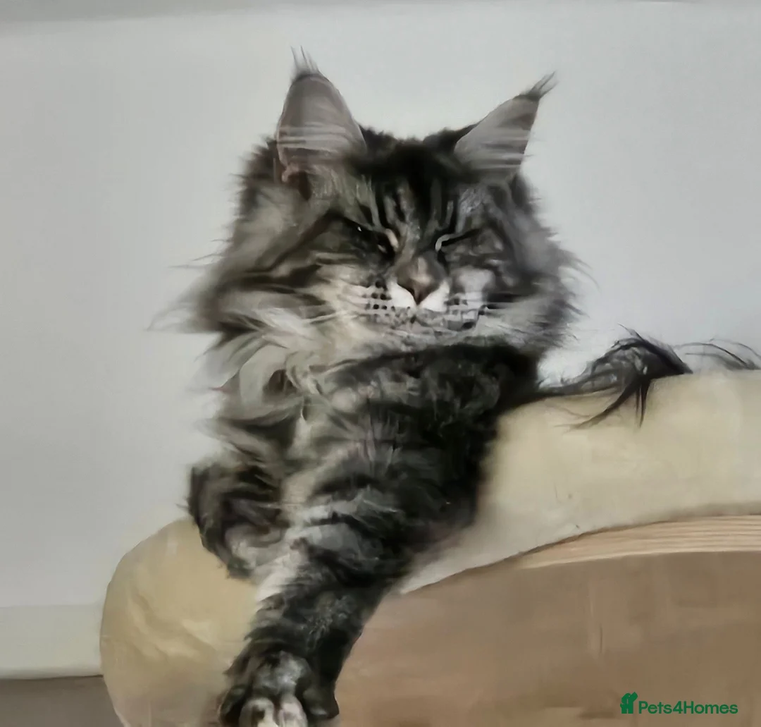 Maine Coon cats for sale: 4 gorgeous Maine coon X kittens - Advert 1