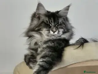 Maine Coon cats 4 gorgeous Maine coon X kittens - Advert 2