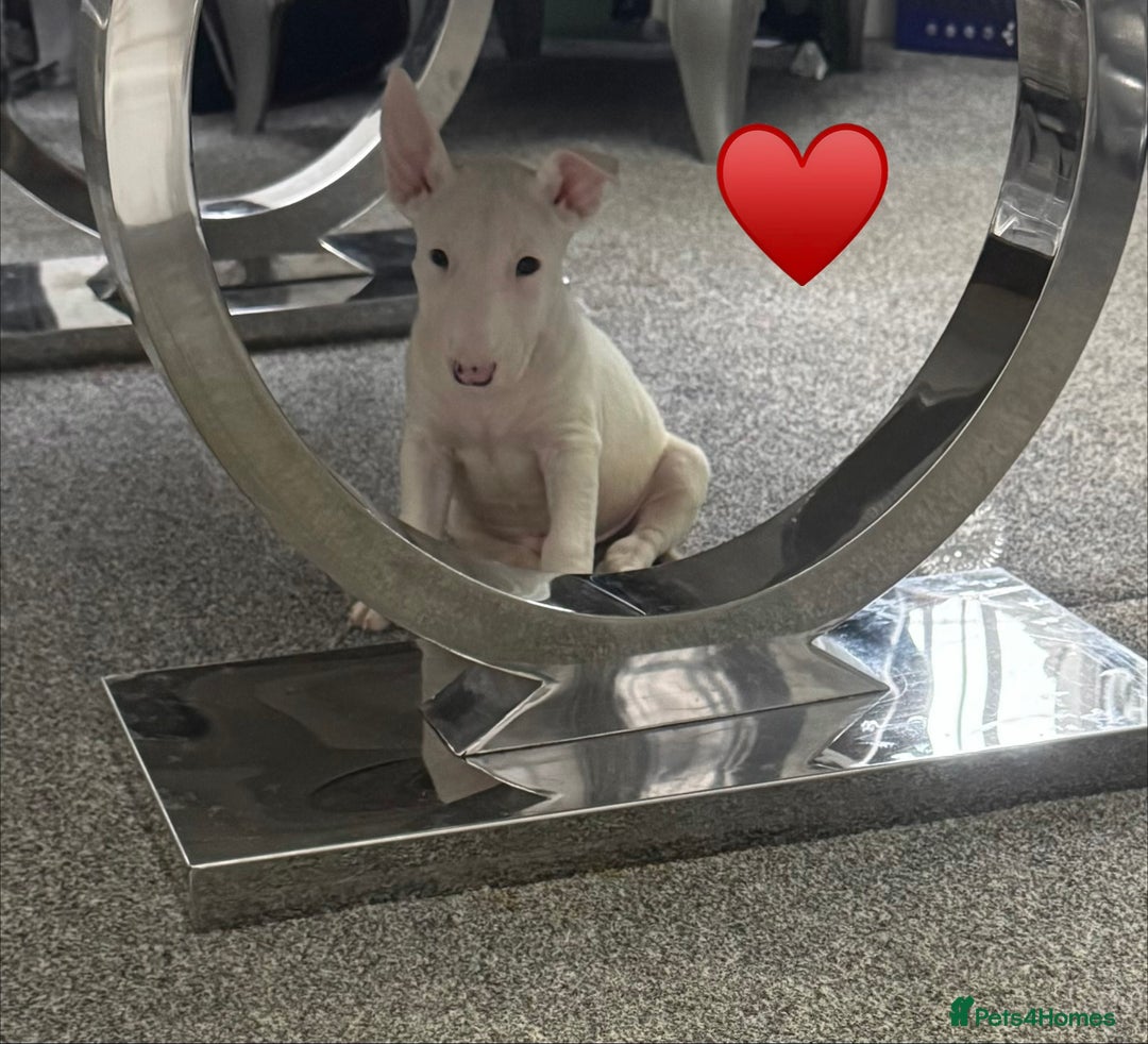 English Bull Terrier dogs for sale: 5 stunning English bull terrier boys  - Advert 16