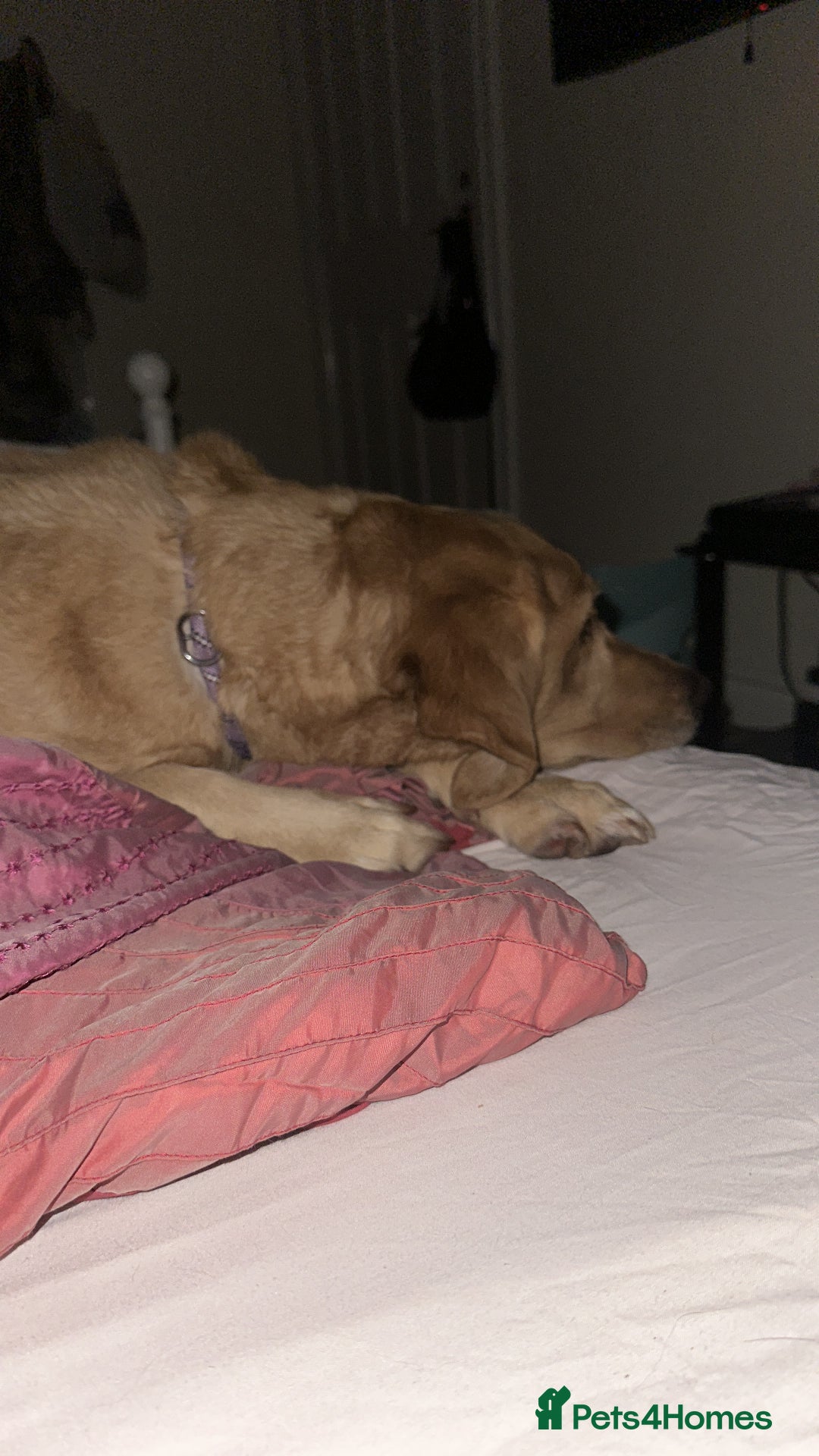 Labrador Retriever dogs for sale: Pedigree female Red Fox Labrador Retriever for  - Advert 3