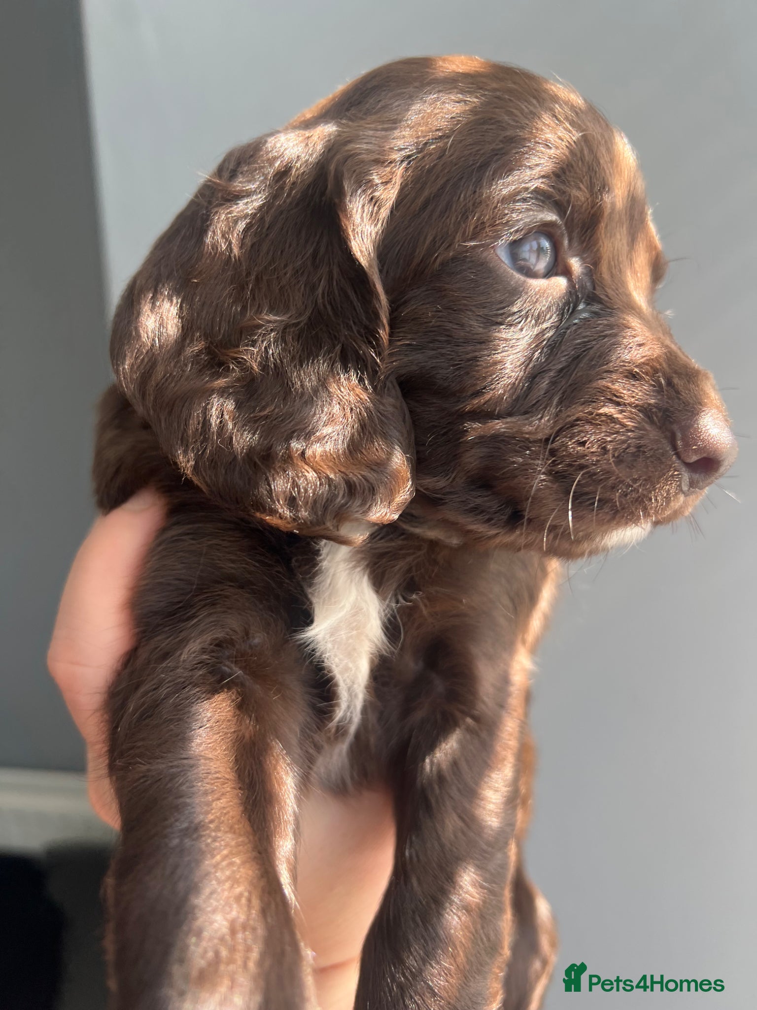 Sproodle dogs 🐶💕Adorable Sprockerpoo Puppies🐶💕 - Advert 2