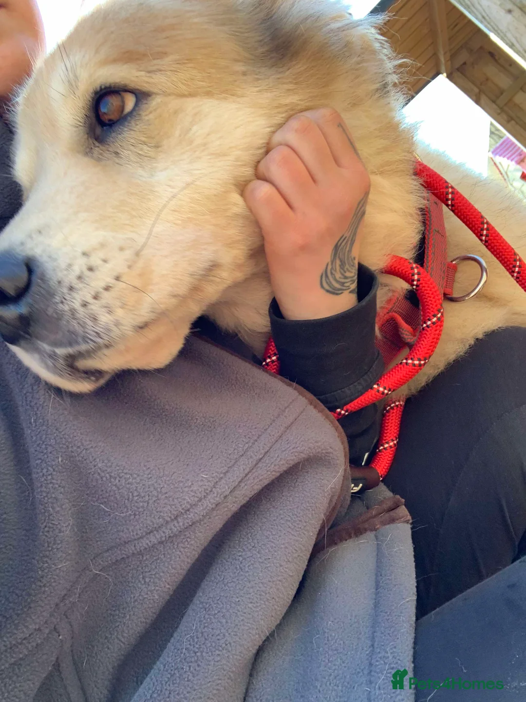 Mixed Breed dogs for adoption: Meet Paddy, currently residing in Cheshire  in Nantwich - Advert 6