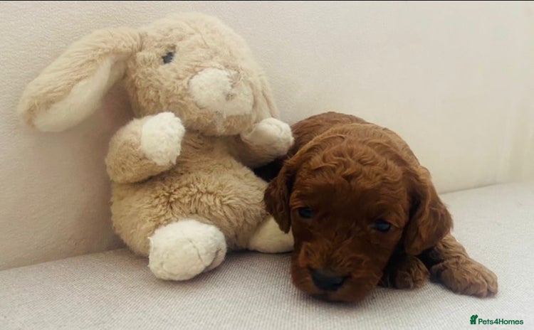 Cockapoo dogs - Advert 11