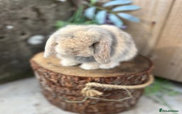 Mini Lop rabbits for sale: ⭐️ FRIENDLY PUREBRED MINI LOP BUNNIES ⭐️ - Image 12