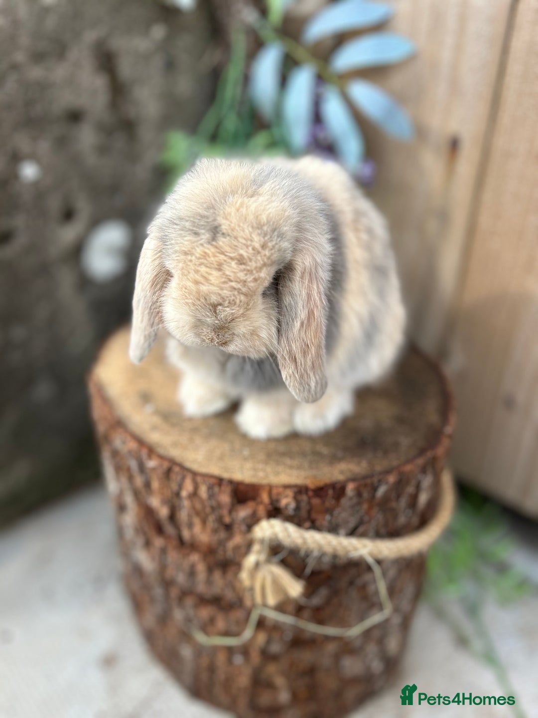 Mini Lop rabbits for sale: ⭐️ FRIENDLY PUREBRED MINI LOP BUNNIES ⭐️ - Image 12