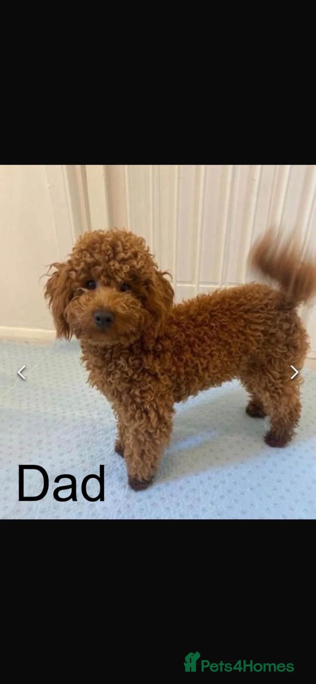 Toy Poodle dogs for sale: Fully Health tested Toy poodles Kc registered  in Gravesend - Advert 5
