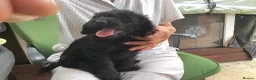 Labradoodle dogs for sale: Toy Labradoodle  - Advert 13