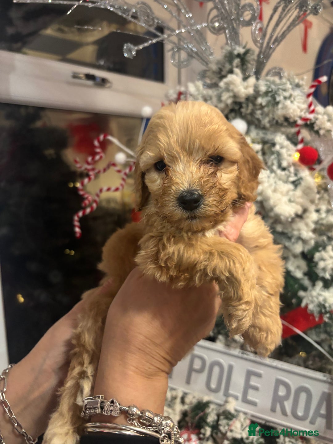 Cockapoo dogs for sale: ⭐️EXTENSIVELY HEALTH TESTED, COCKAPOO F1B GIRL⭐️ - Advert 9