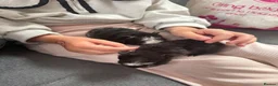 Guinea Pig rodents for sale: Male baby guinea pigs  - Advert 2