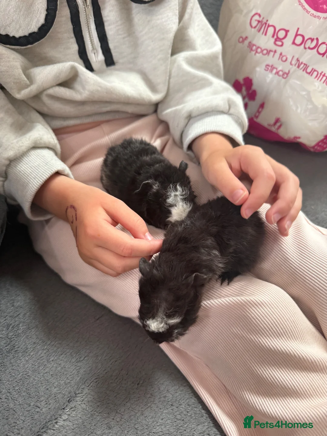 Guinea Pig rodents for sale: Male baby guinea pigs  - Advert 2