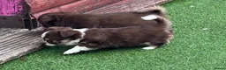 Chihuahua dogs for sale: Amazing tiny long coat girl puppy  - Advert 9