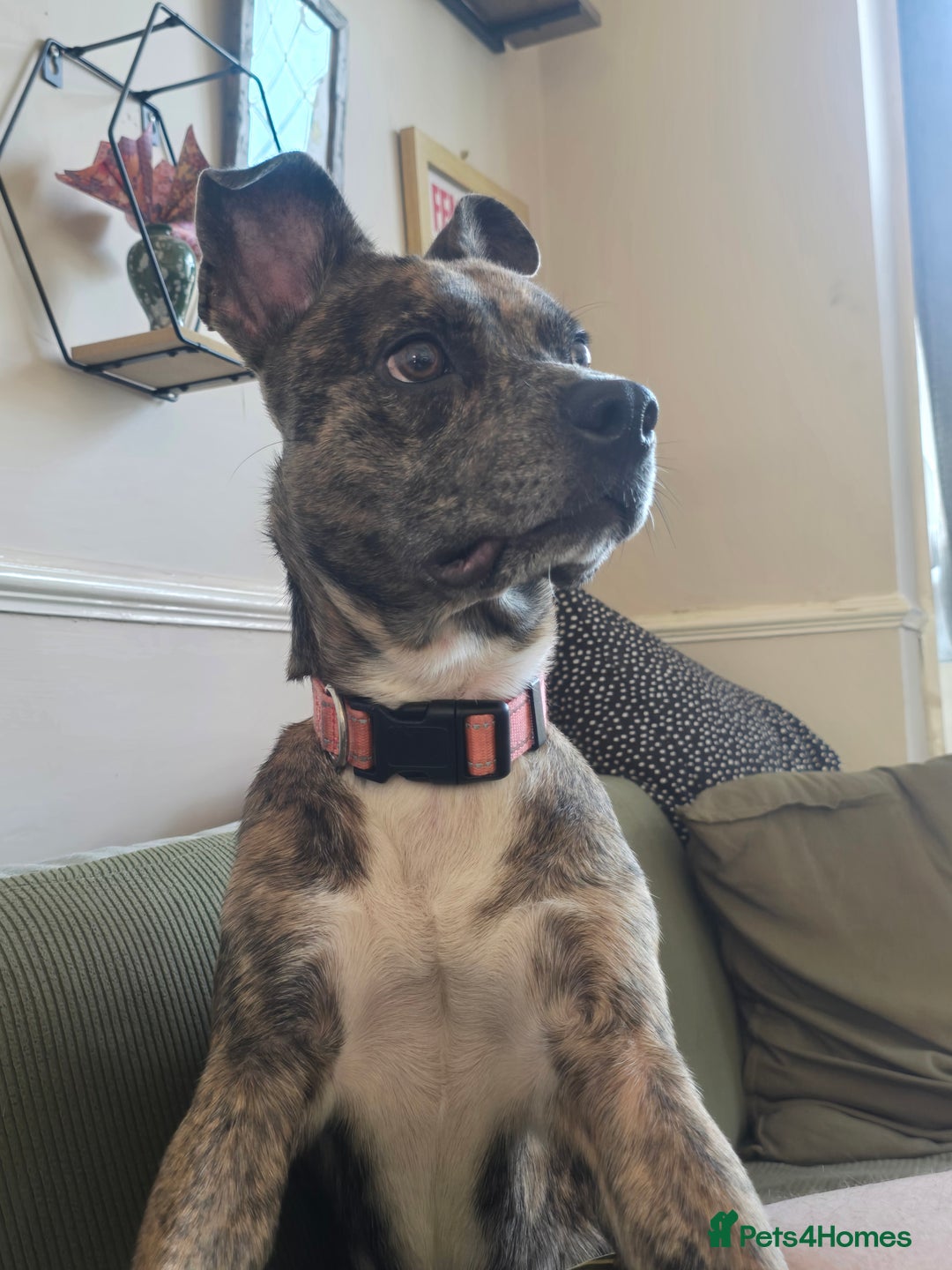 Mixed Breed dogs for sale: Staffy X Whippet - Image 5