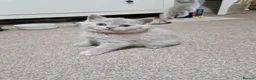 British Shorthair cats for sale: Beautiful British Shorthair Kittens 😻 - Advert 11