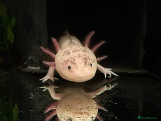 Axolotl reptiles - Advert 35