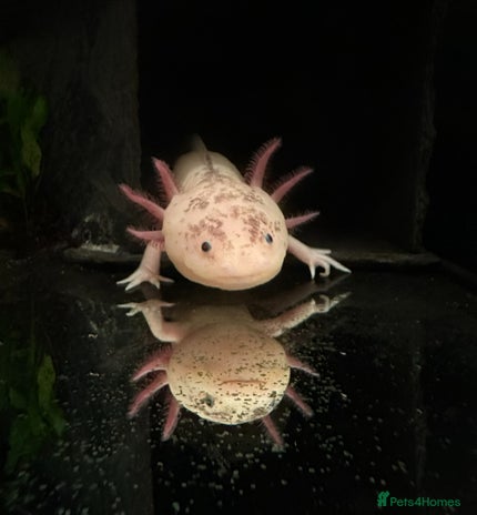 Axolotl reptiles - Advert 4