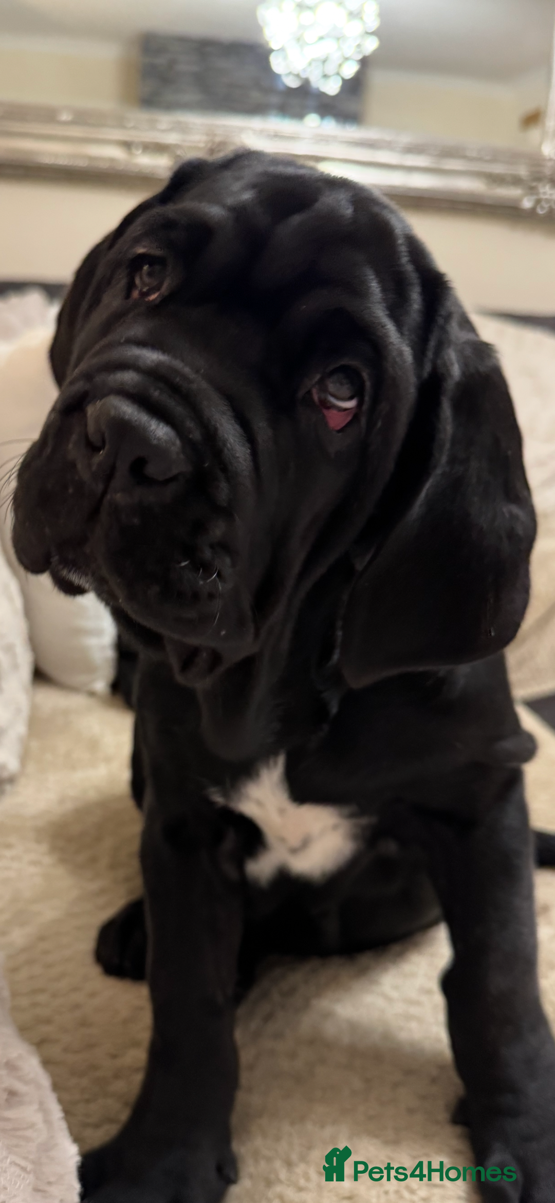 Neapolitan Mastiff dogs for sale: 2 black female Neapolitan mastiff puppies  - Advert 25
